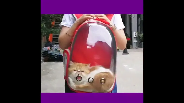 Рюкзак-переноска для кошек 35*25*42cm с иллюминатором